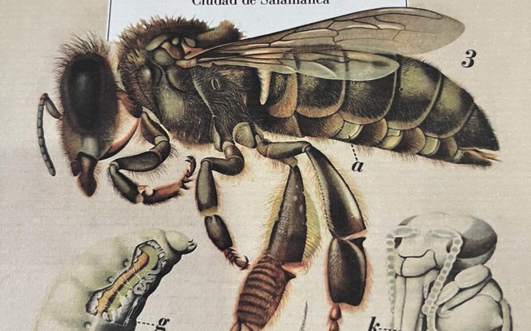 Lo que busca la Abeja